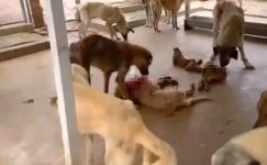 Kozan Hayvan Barınağından Vicdanları Sızlatan Görüntüler: Köpekler Açlıktan Birbirlerini Yiyiyorlar