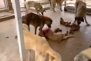 Kozan Hayvan Barınağından Vicdanları Sızlatan Görüntüler: Köpekler Açlıktan Birbirlerini Yiyiyorlar