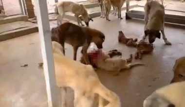 Kozan Hayvan Barınağından Vicdanları Sızlatan Görüntüler: Köpekler Açlıktan Birbirlerini Yiyiyorlar Kozan Hayvan Barınağından Vicdanları Sızlatan Görüntüler: Köpekler Açlıktan Birbirlerini Yiyiyorlar