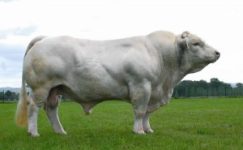 Charolais (Şarole)