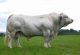 Charolais (Şarole)