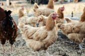 Adana Veteriner Hekimler Odası: Tavuk yiyin, mutlu olun