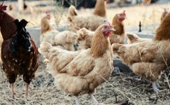 Adana Veteriner Hekimler Odası: Tavuk yiyin, mutlu olun