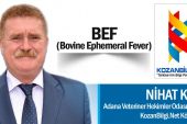 BEF (Bovine Ephemeral Fever)