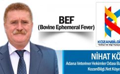 BEF (Bovine Ephemeral Fever)
