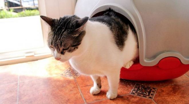 Constipation (Kabızlık) Hastalığı