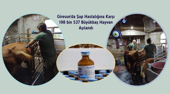 Giresun’da şap hastalığına karşı 198 bin 527 büyükbaş hayvan aşılandı