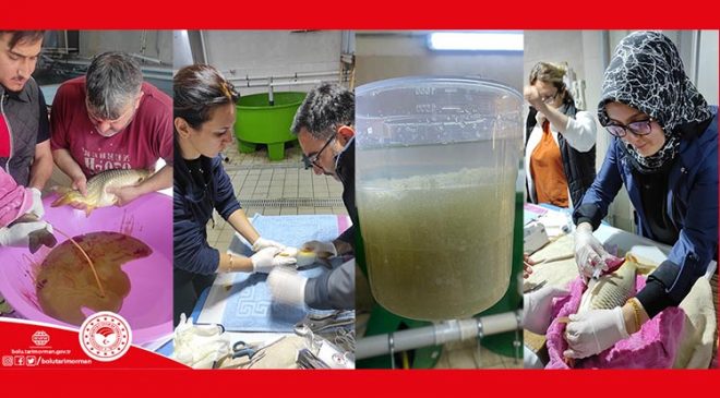 Gölköy Üretim İstasyonunda balık sağımları başladı