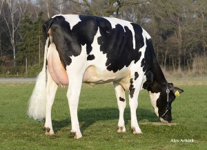 Holstein (Friesian – Siyah&Beyaz Alaca)