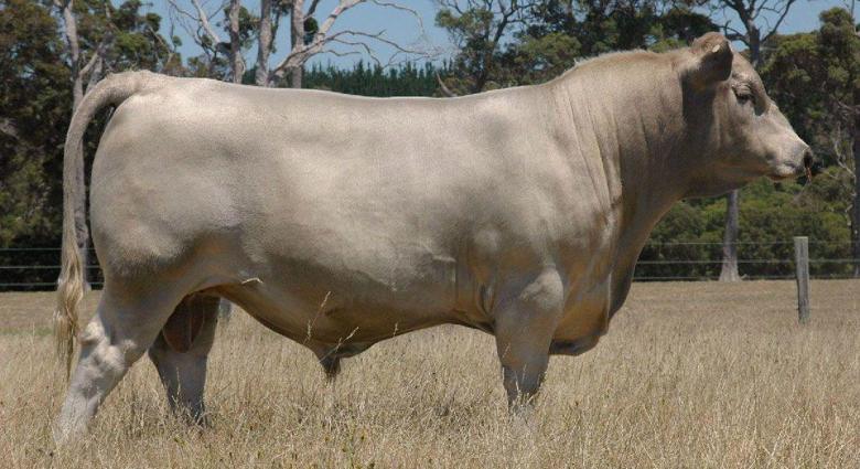 Brown Swiss (Montofon – İsviçre Esmeri)