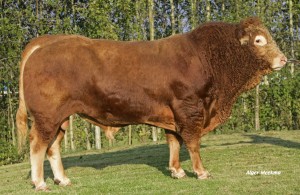 Limousin (Limusin)