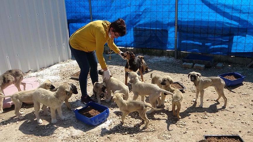 Barınakta temizlik yapıp, sokak hayvanlarını besliyorlar