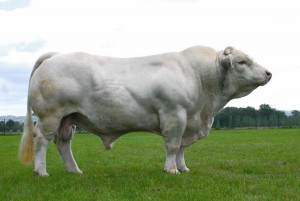 Charolais (Şarole)