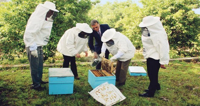 Çukurova’da Sezonun İlk Narenciye Balı Hasadı Yapıldı