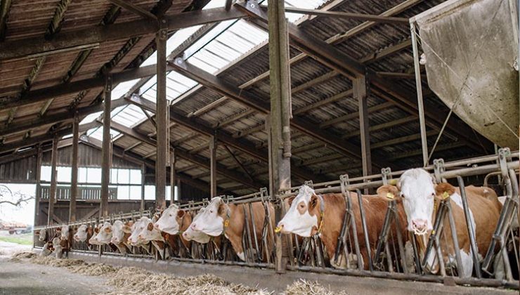 Türk Veteriner Hekimleri Birliği’nden dikkat çeken kurban uyarısı