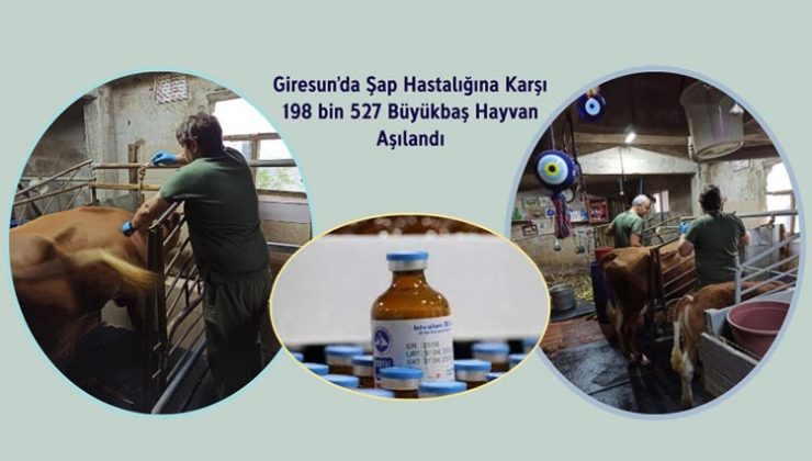 Giresun’da şap hastalığına karşı 198 bin 527 büyükbaş hayvan aşılandı