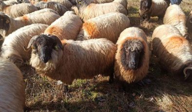 Giresun’da “Çepni Koyunu” koruma altına alındı