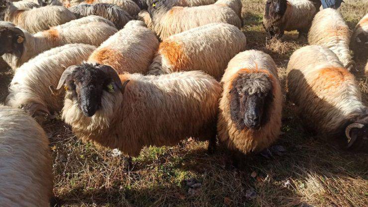 Giresun’da “Çepni Koyunu” koruma altına alındı