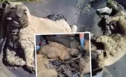 10 yavru köpek bebek yağı ve Arap sabunu ile temizlendi